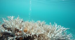 marine chemistry and impact