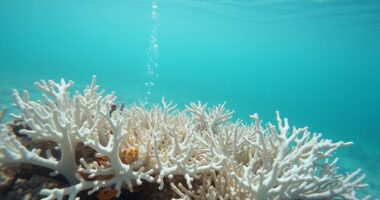 marine chemistry and impact