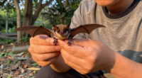 rabies bat
